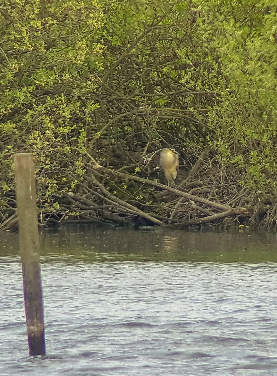 Black-crowned Night Heron - ML155884061