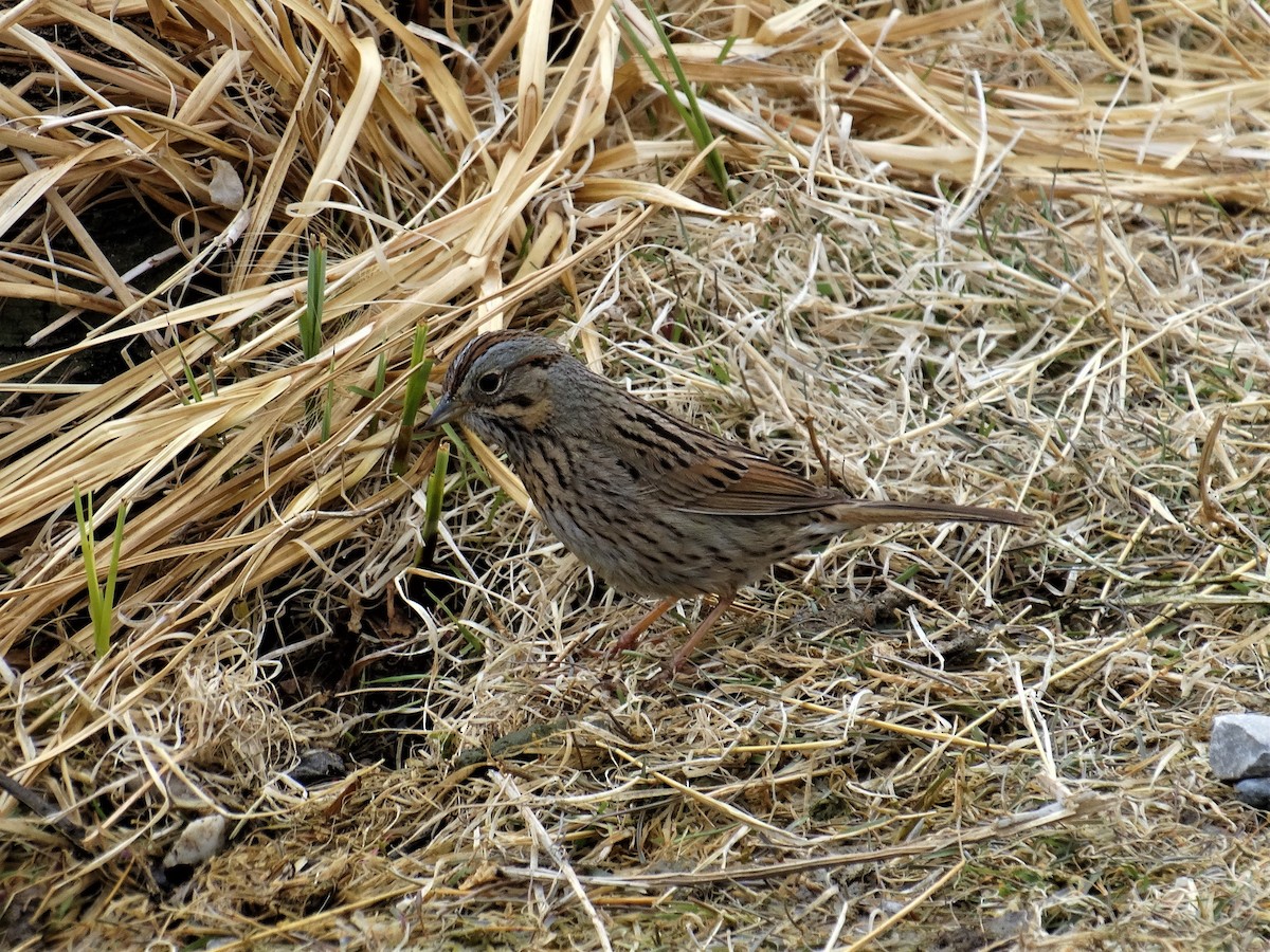 Lincoln's Sparrow - ML155884651