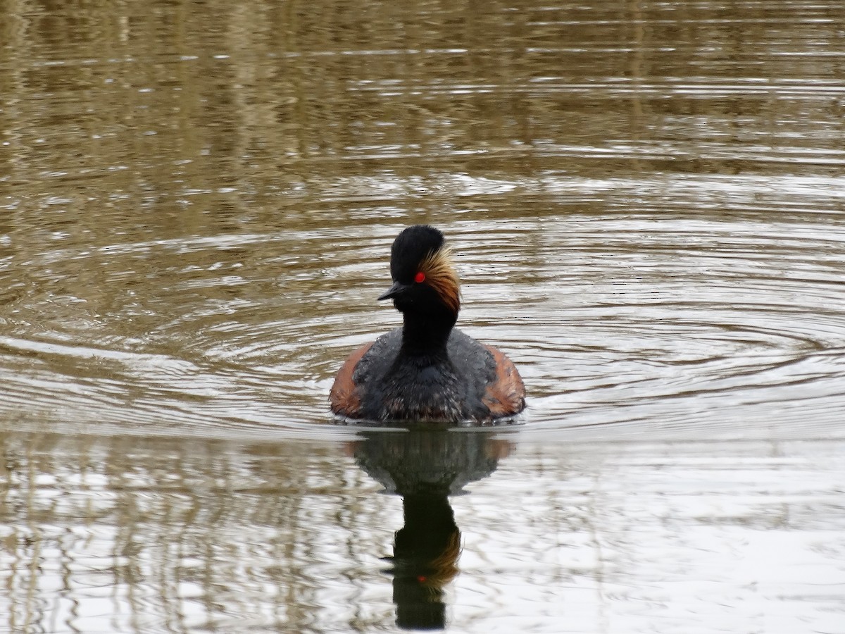 Eared Grebe - Mike Russum