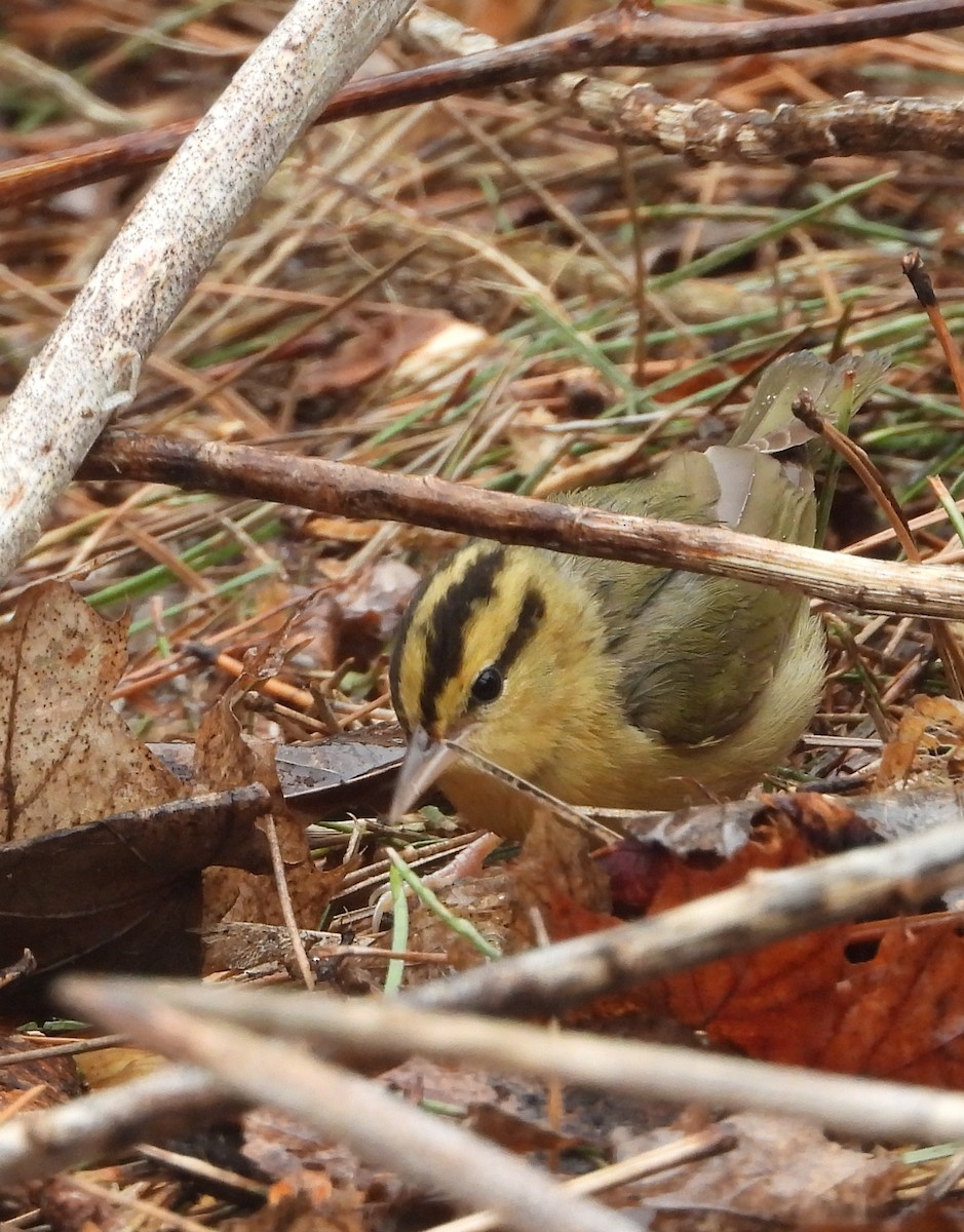 Worm-eating Warbler - James Wojewodzki