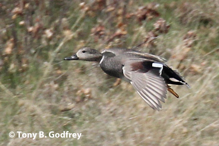 Gadwall - Tony Godfrey