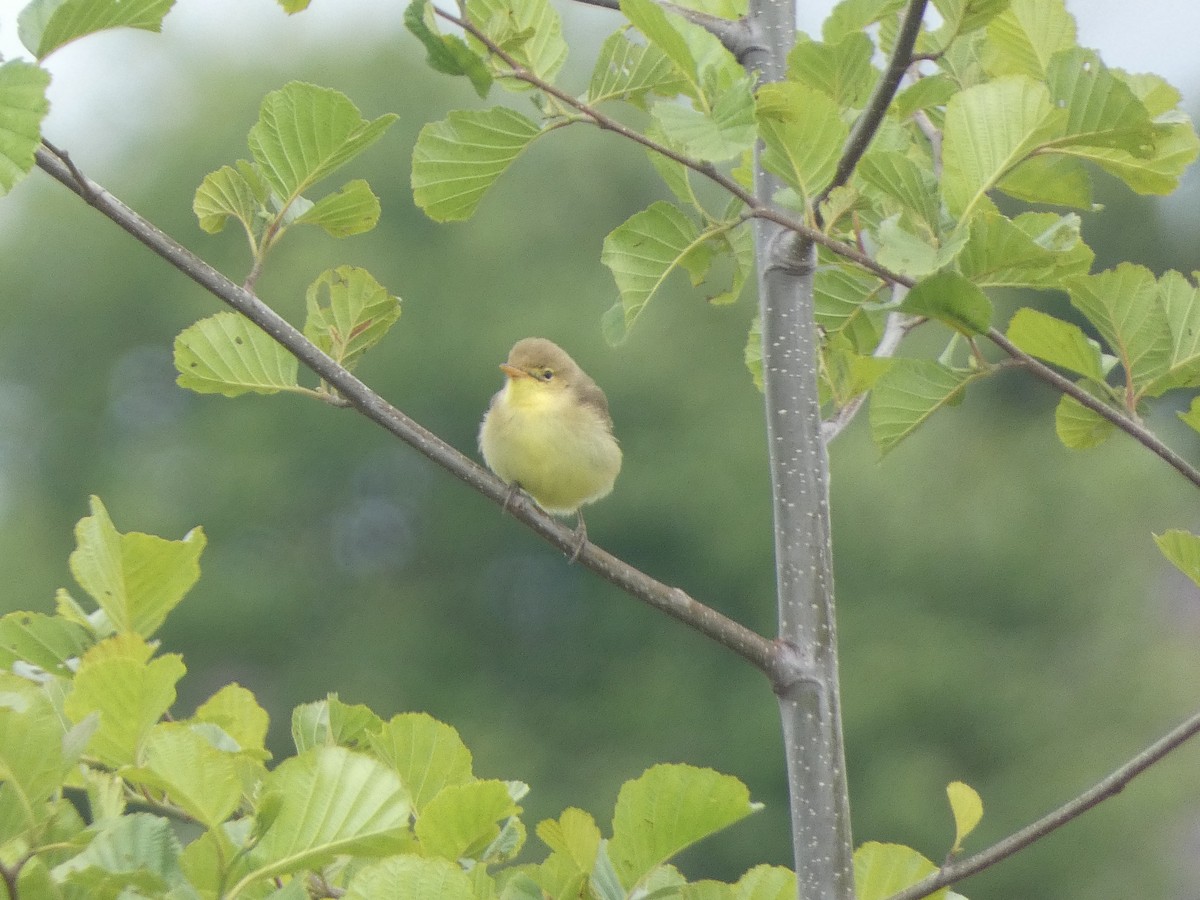 Melodious Warbler - David Santamaría Urbano