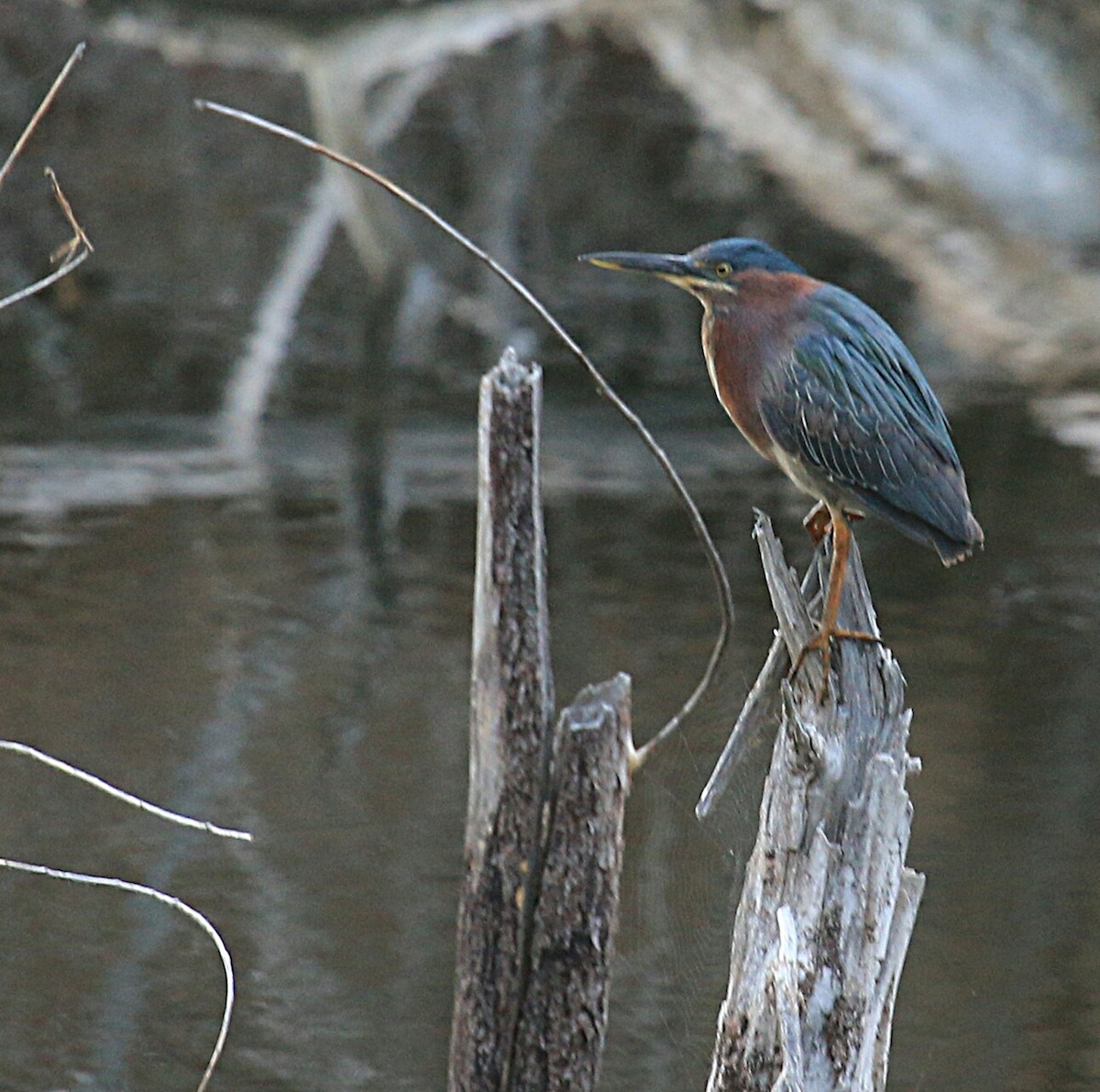 Green Heron - ML155892801