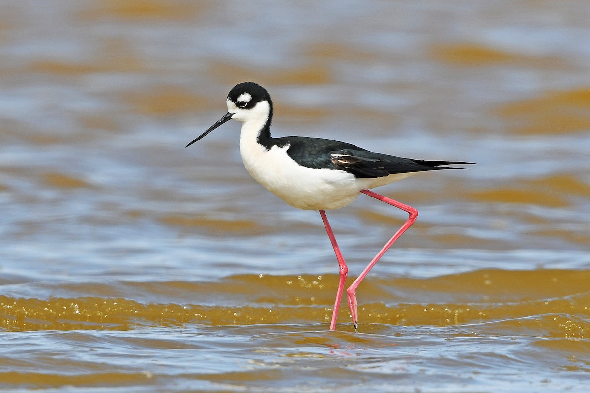 Black-necked Stilt - Chris Rees