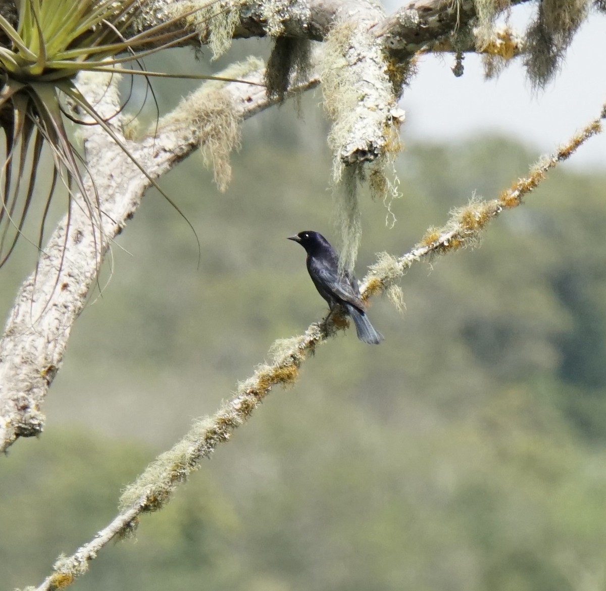 Shiny Cowbird - Lisa Johnson