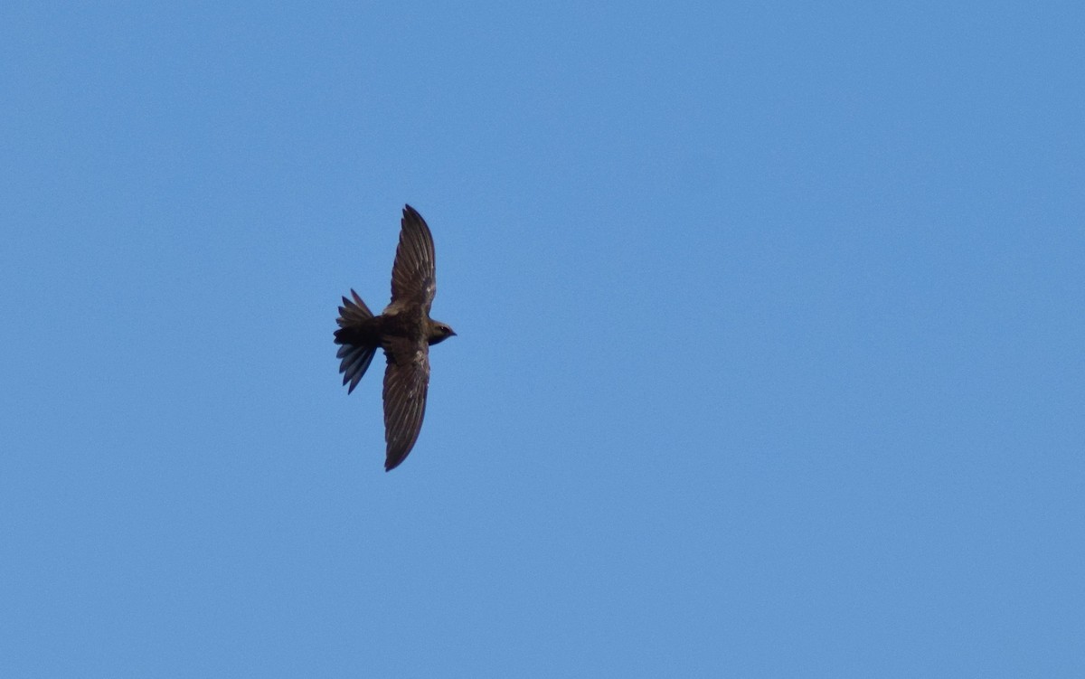 Common Swift - ML155896211