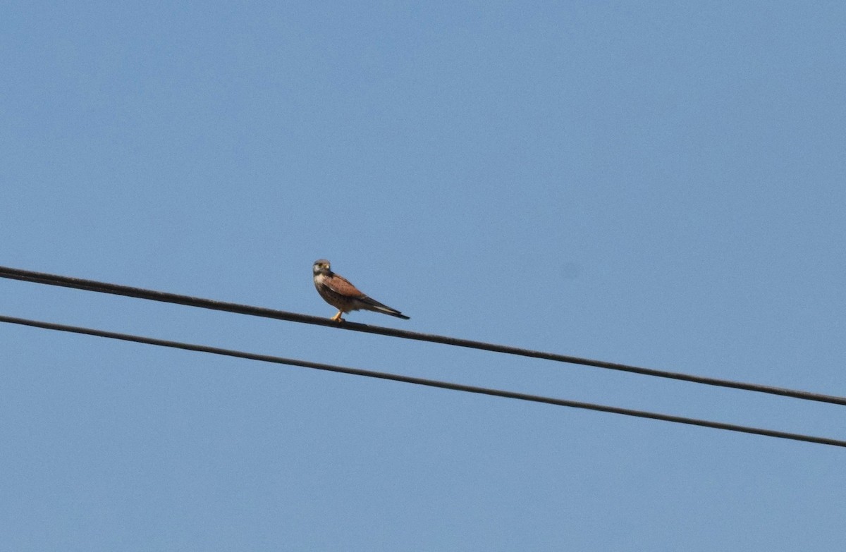 Eurasian Kestrel - ML155897031