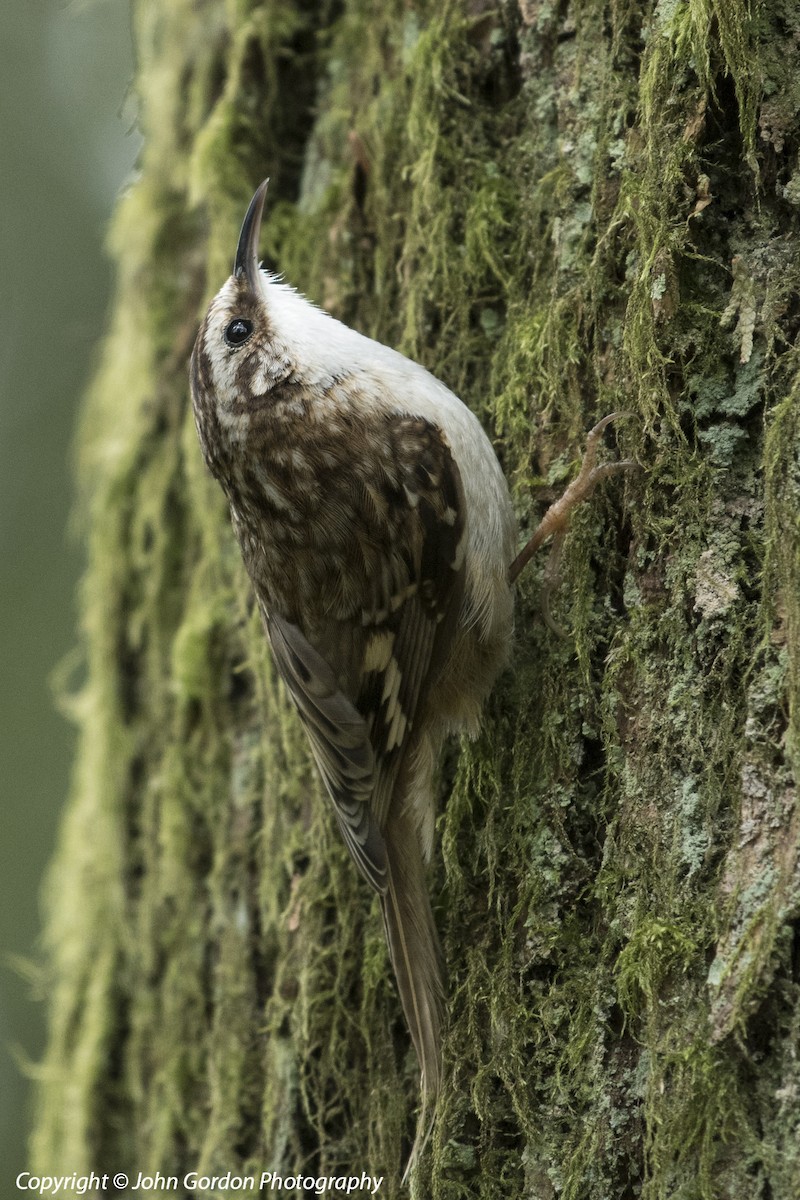 Gerri-txori amerikarra - ML155897171