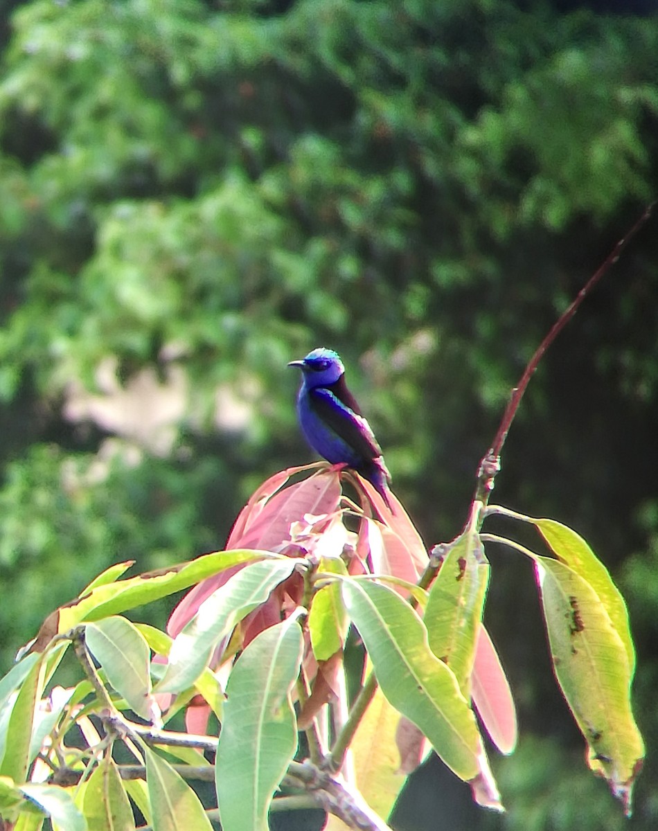 Red-legged Honeycreeper - ML155897211