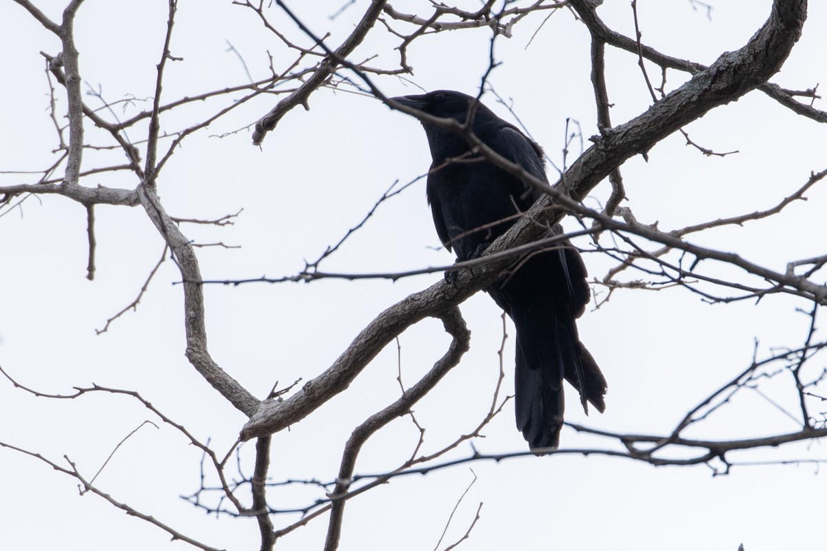 Fish Crow - ML155897291