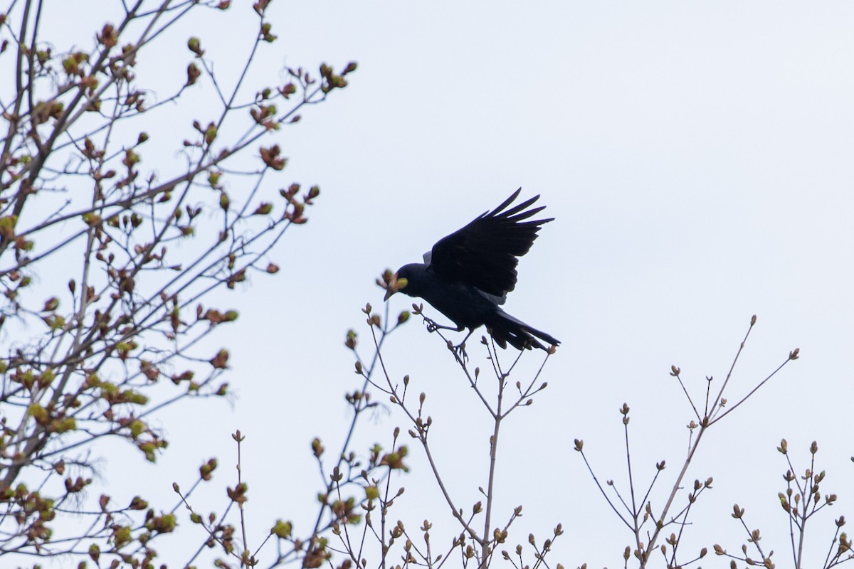 Fish Crow - ML155897301