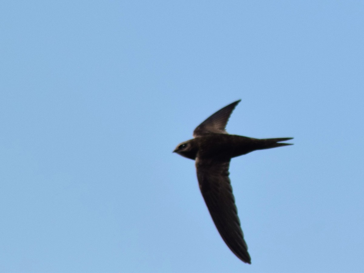 Common Swift - ML155897741