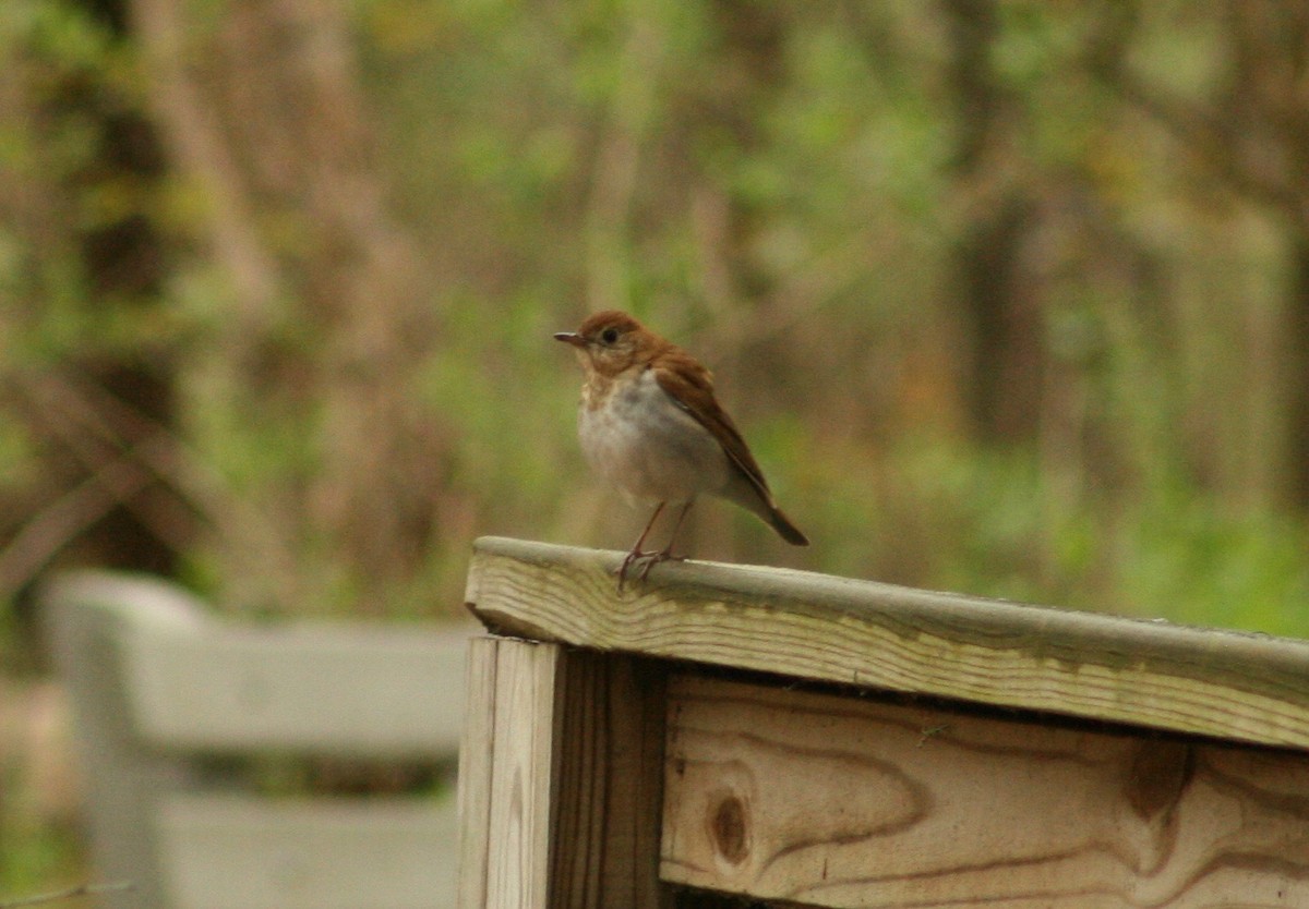 Veery - ML155897981