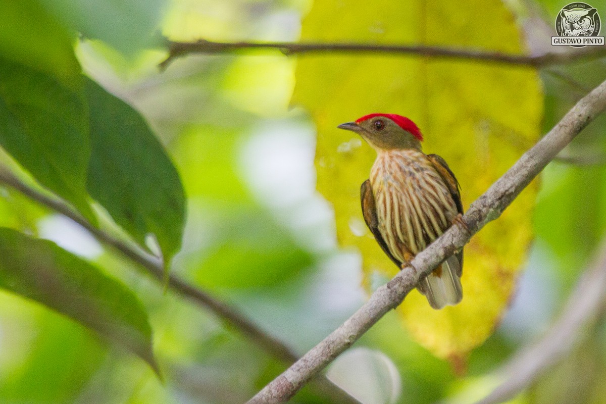 Kinglet Manakin - Gustavo Pinto