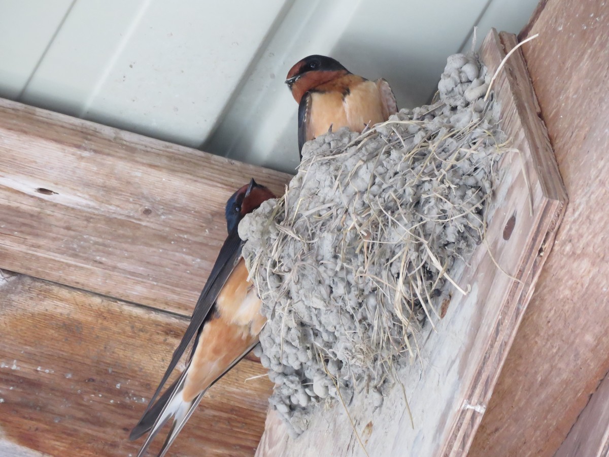 Barn Swallow - ML155900311