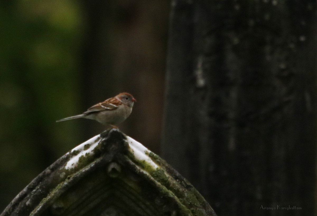 Field Sparrow - ML155900811