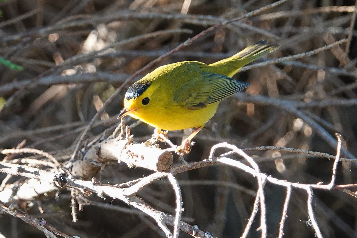 Wilson's Warbler - ML155901231