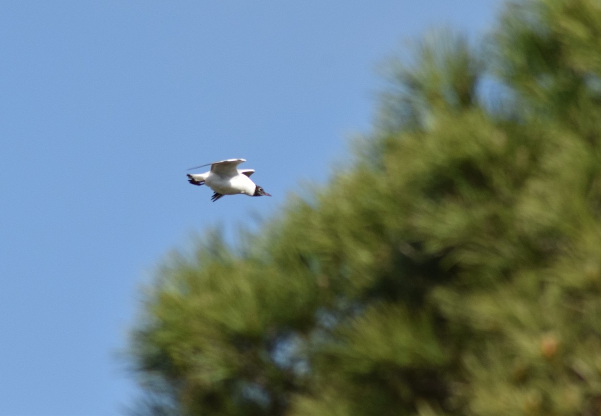 Black-headed Gull - ML155901421