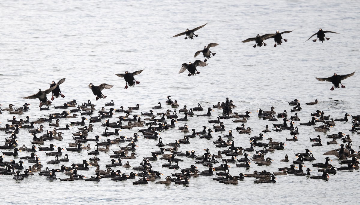 Surf Scoter - ML155901831