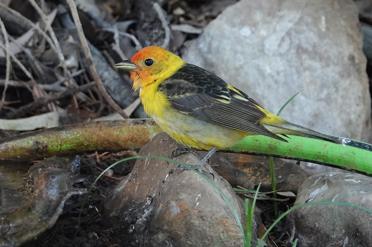 Piranga à tête rouge - ML155902191