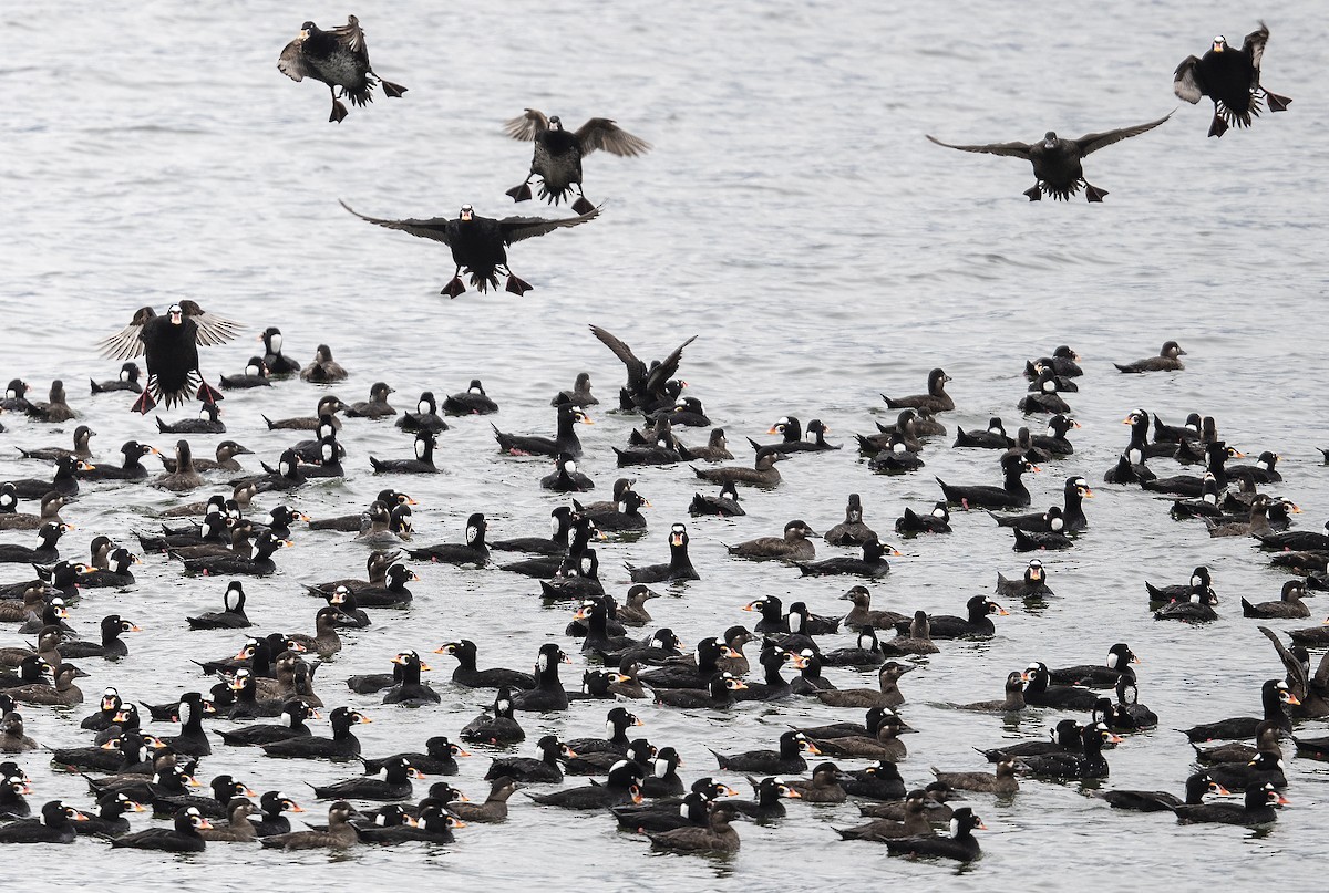 Surf Scoter - Ian Routley