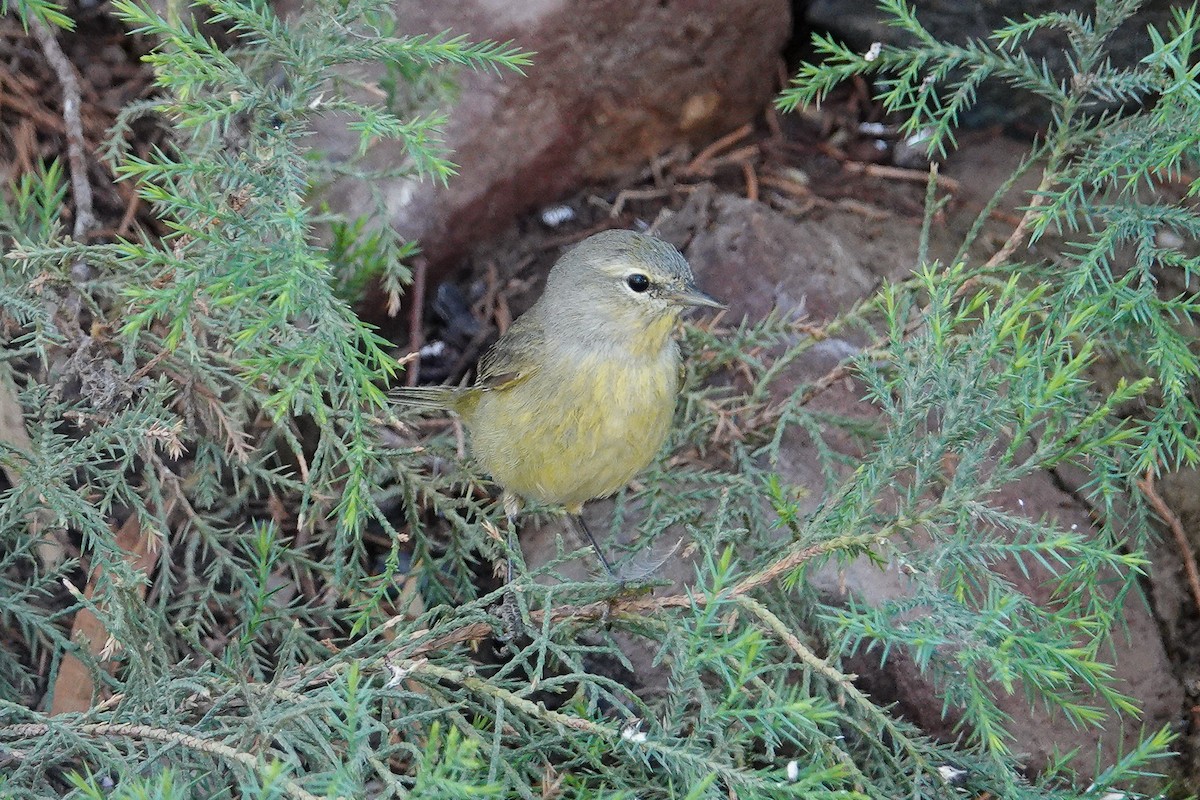 Orange-crowned Warbler - ML155902761