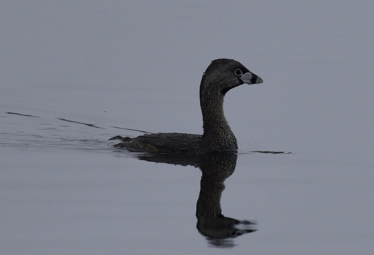 Pied-billed Grebe - Bill Thompson