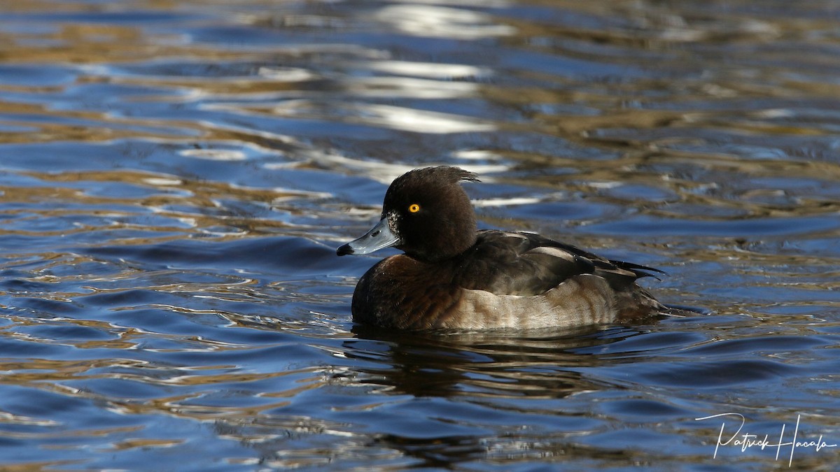 Tufted Duck - ML155903591