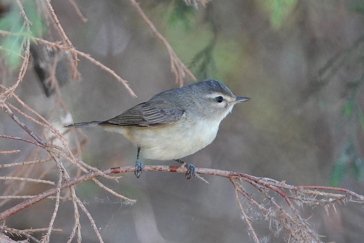 Warbling Vireo - ML155903881