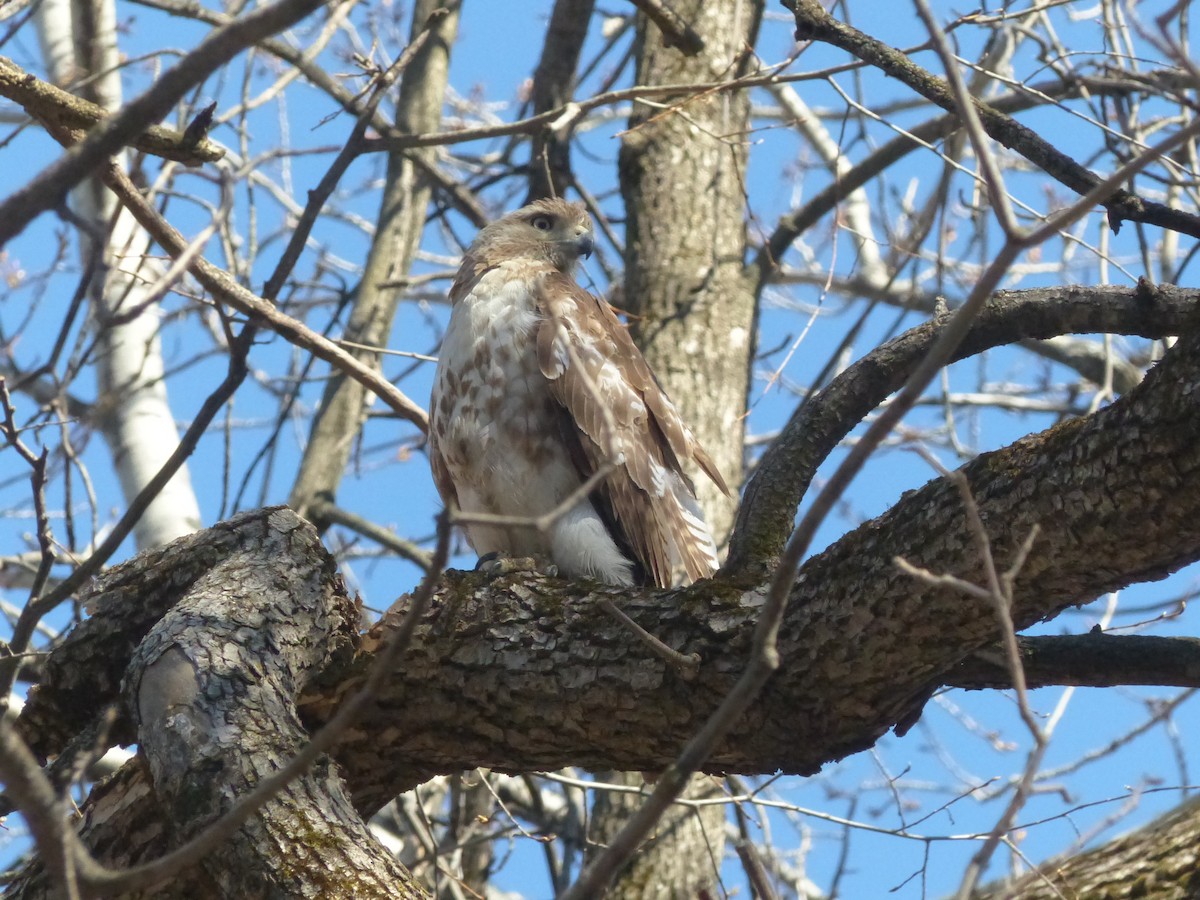 Red-tailed Hawk - Francine Cauchon