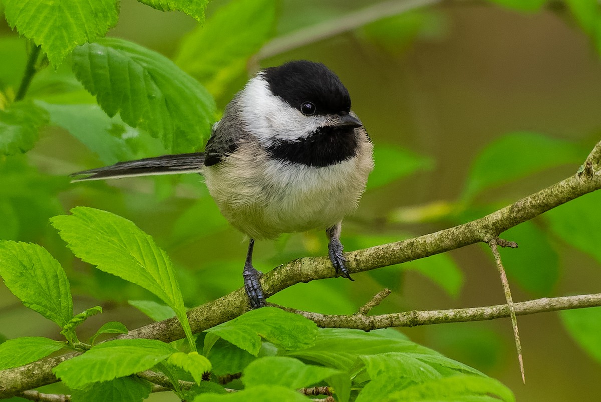 Black-capped Chickadee - ML155905021