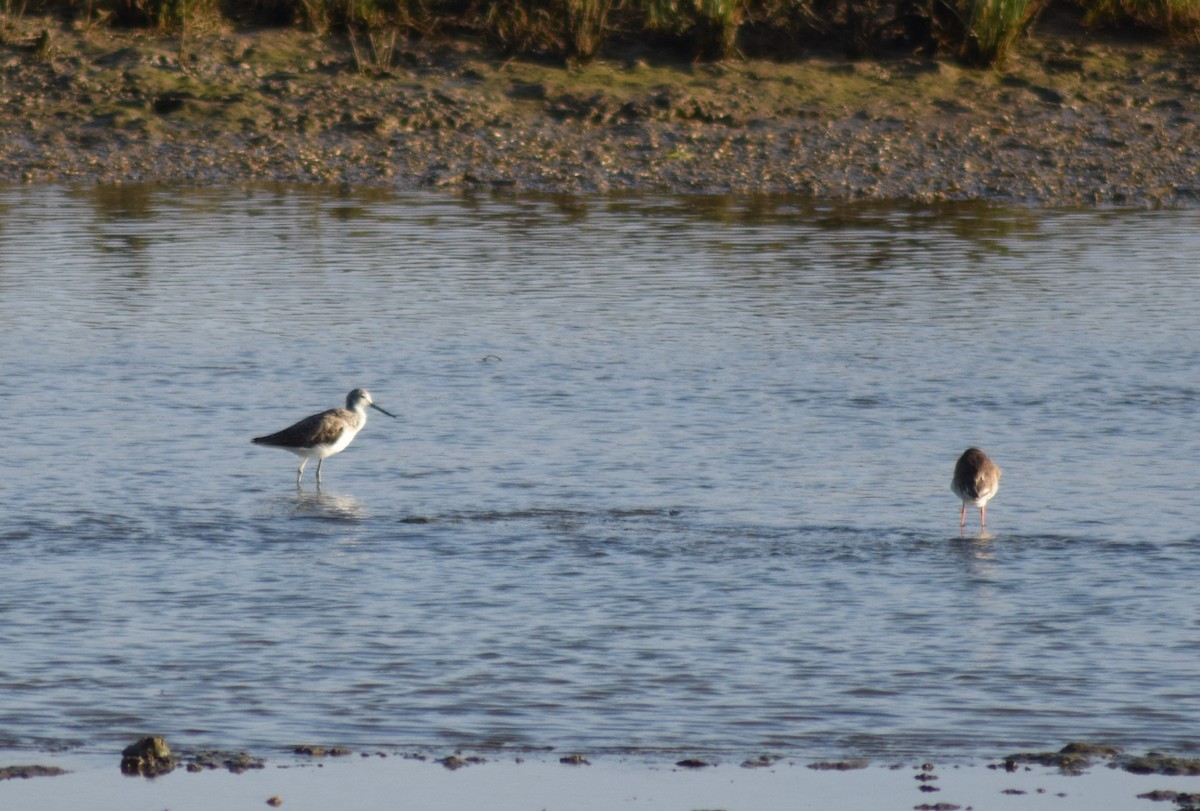 Common Greenshank - Luís Santos