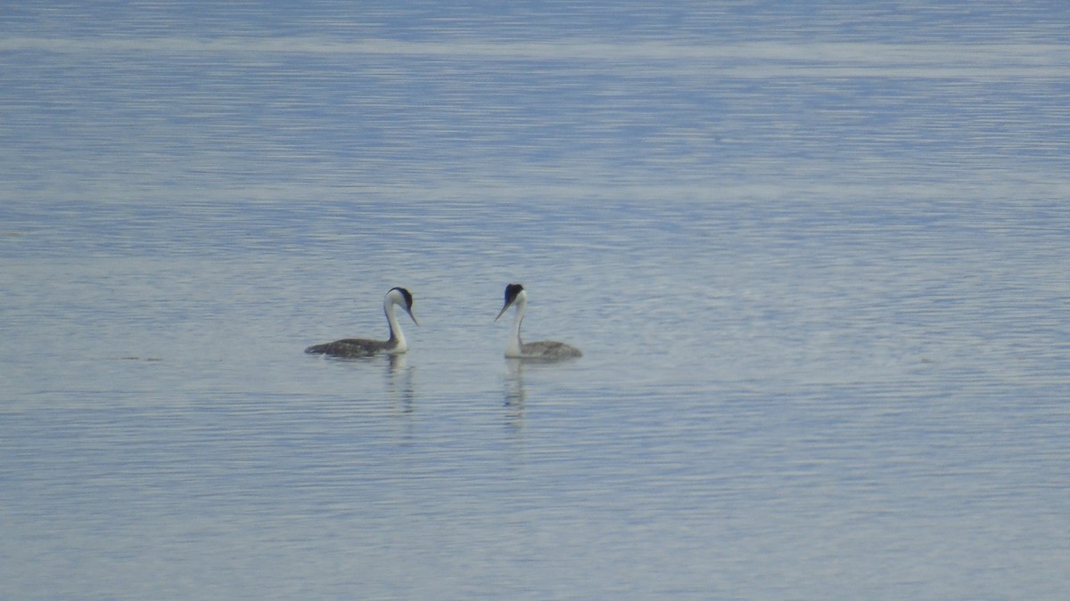 Western Grebe - ML155905591