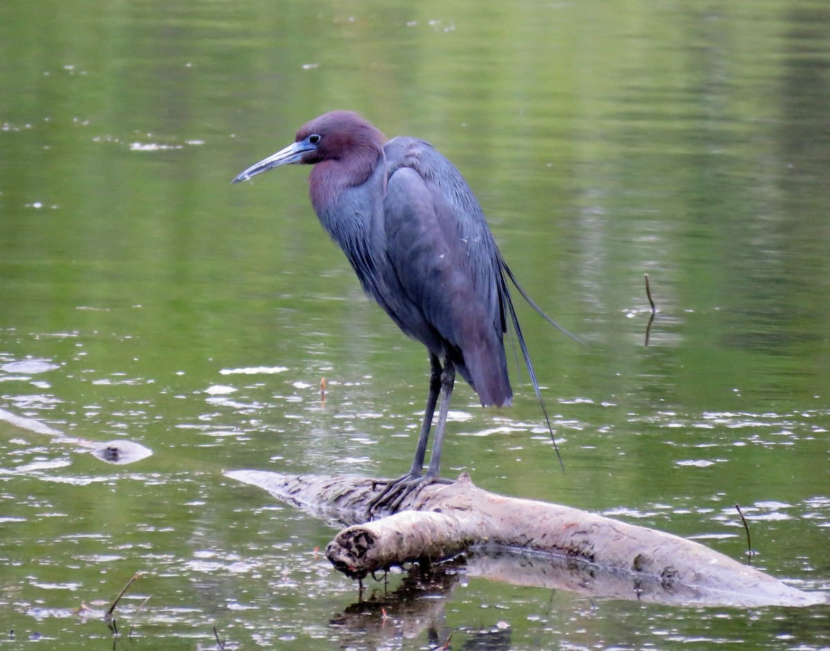 Little Blue Heron - Michael Willison