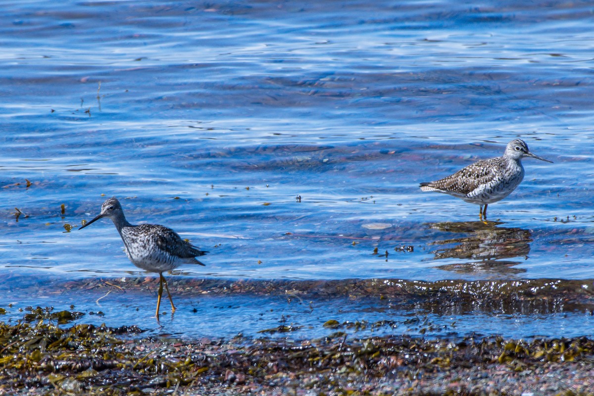 Greater Yellowlegs - ML155906861