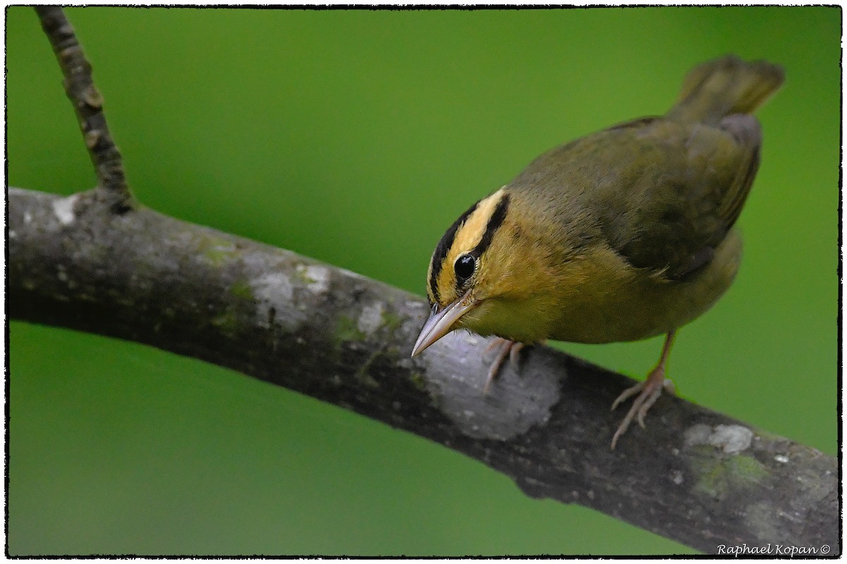 Worm-eating Warbler - ML155907571