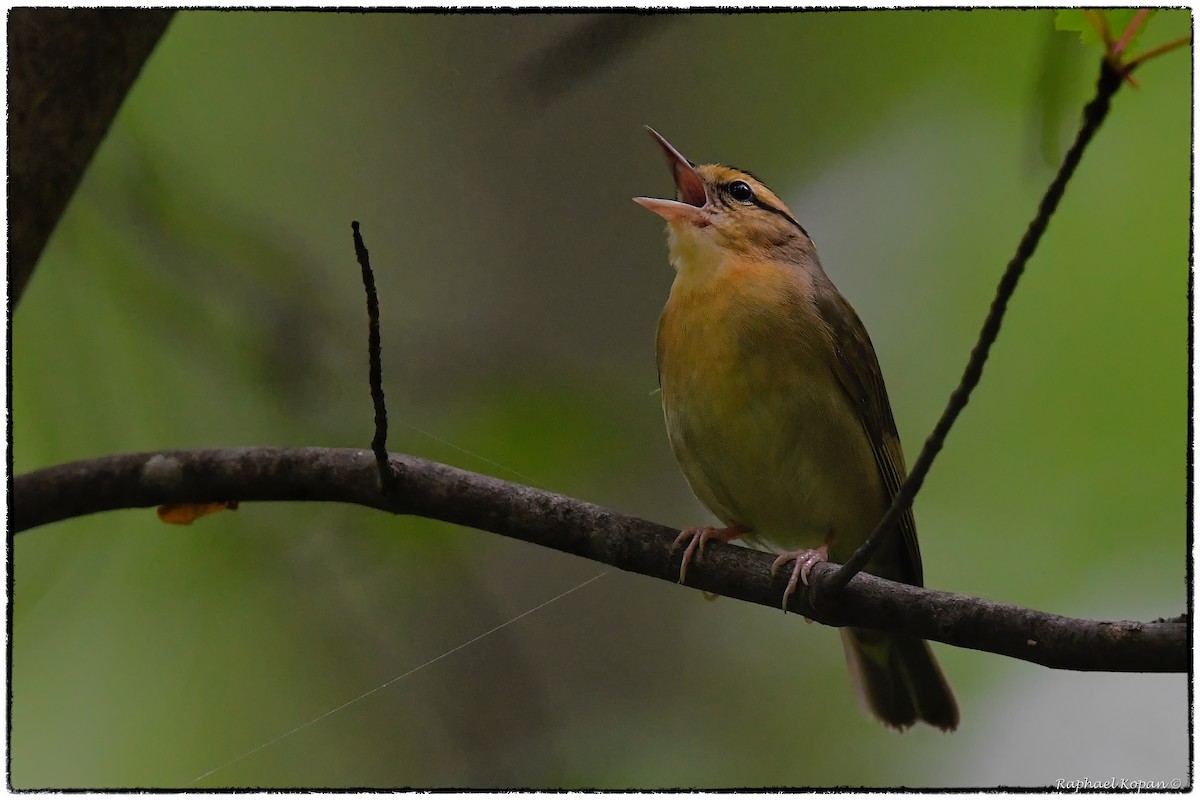 Worm-eating Warbler - ML155907581