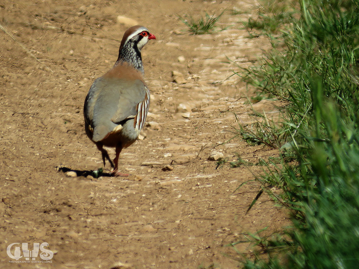 Red-legged Partridge - ML155908741