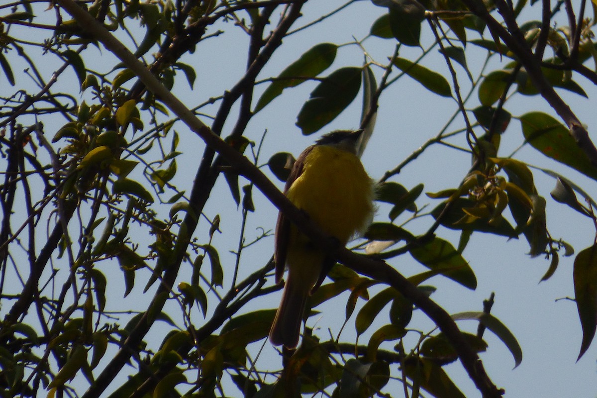 Social Flycatcher - ML155909921