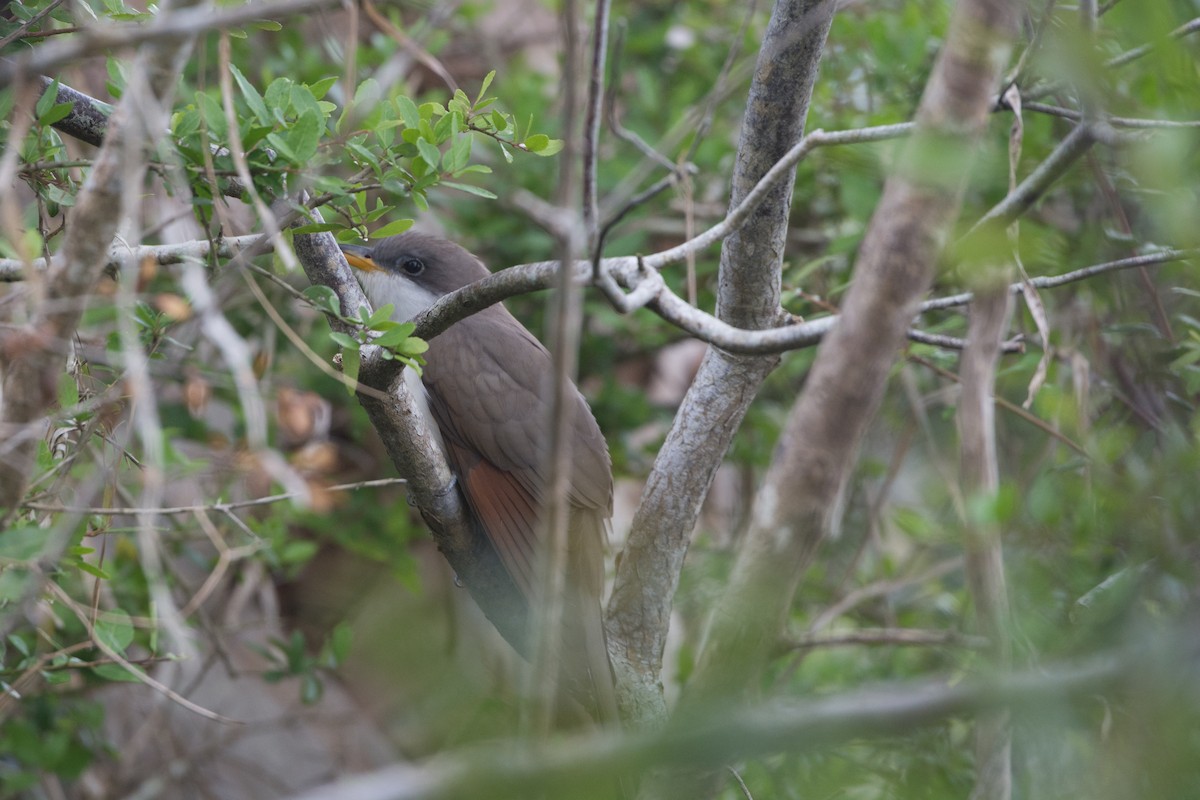 Yellow-billed Cuckoo - ML155910041
