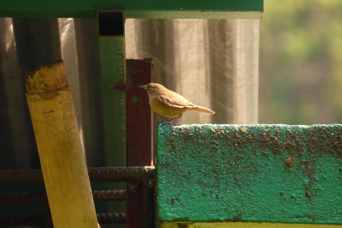 House Wren - Axel Chiquin