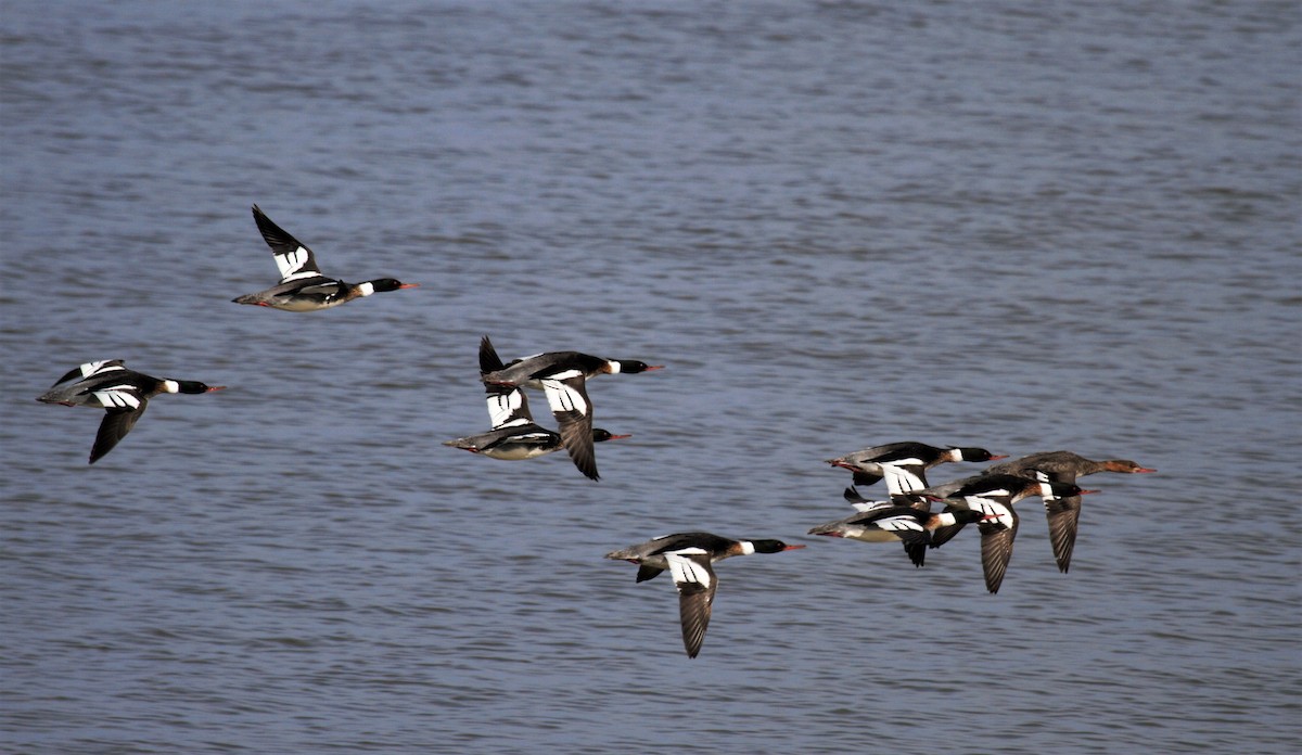 Red-breasted Merganser - Thomas Biteau