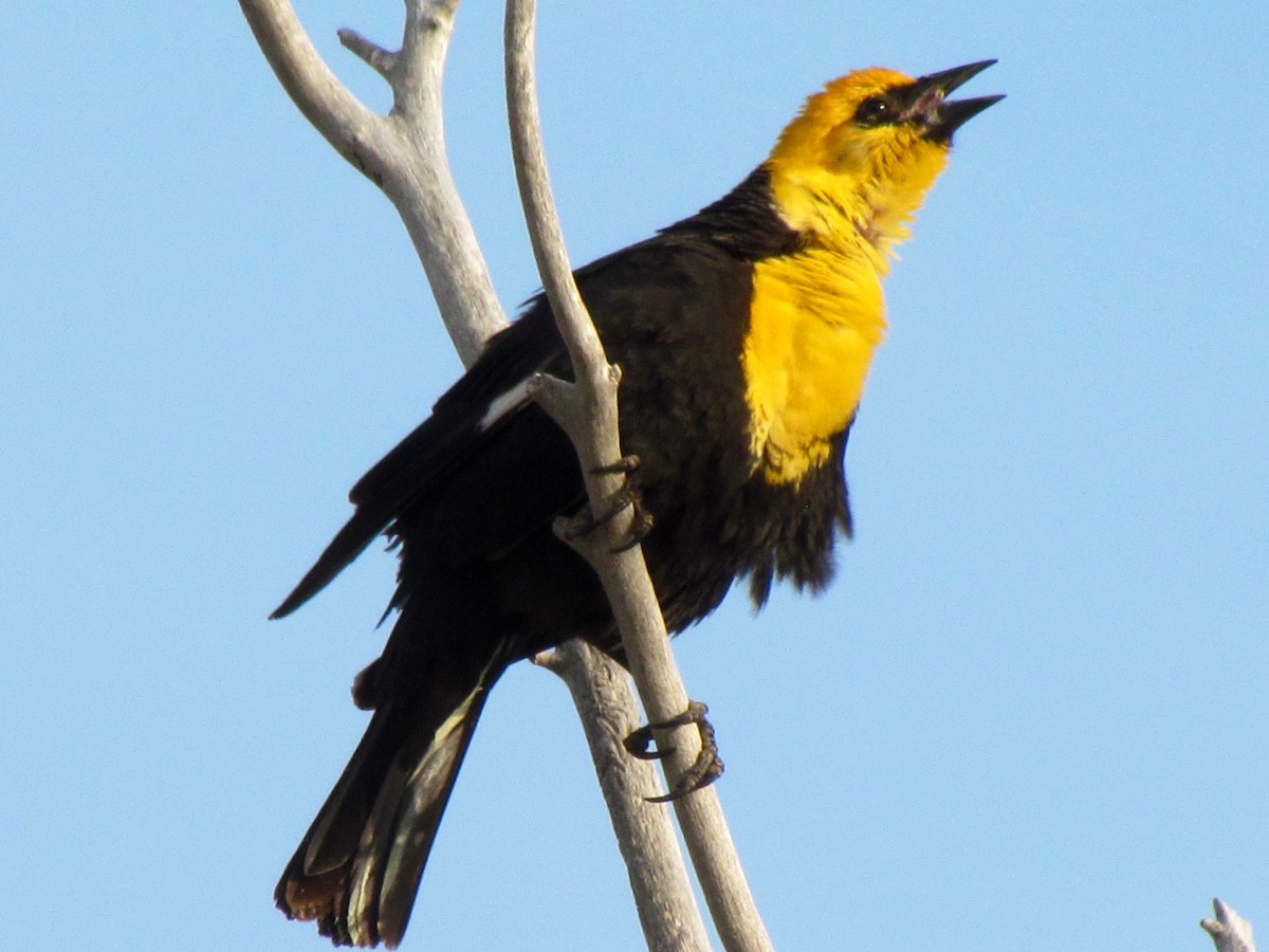 Yellow-headed Blackbird - ML155911431