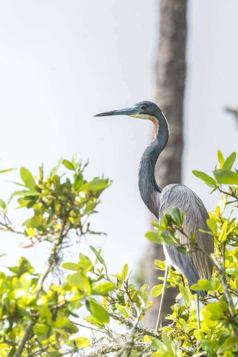 Tricolored Heron - ML155911801