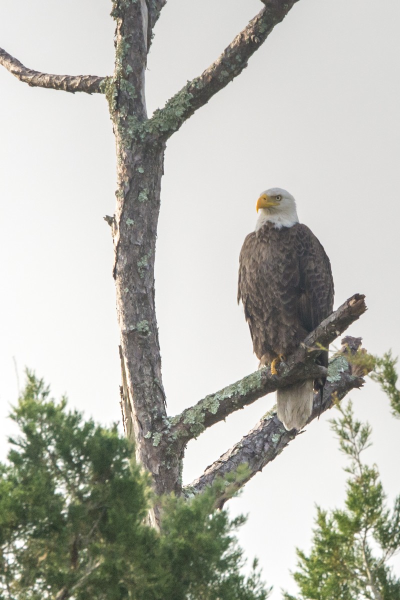 Bald Eagle - ML155911881
