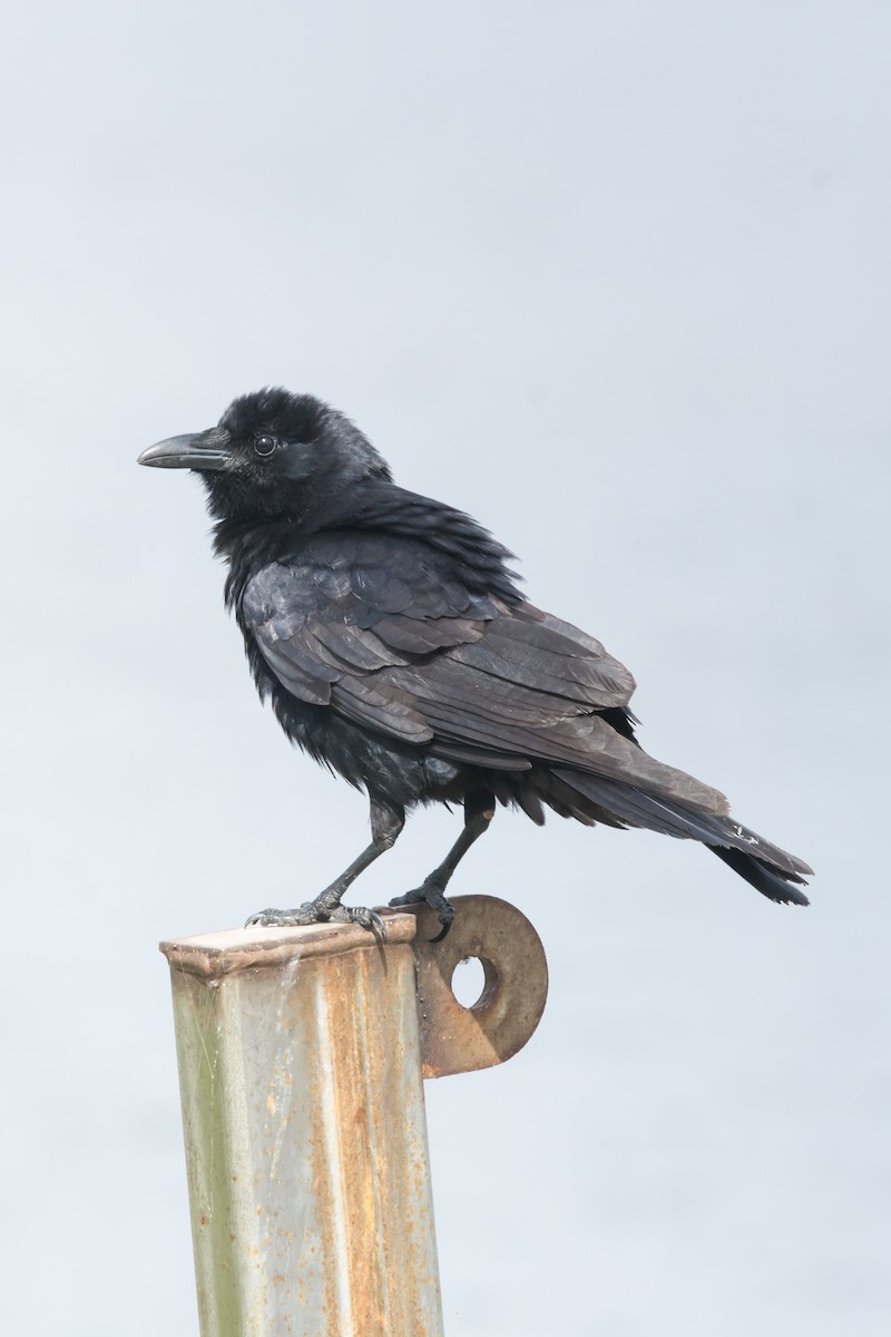 Fish Crow - ML155912031