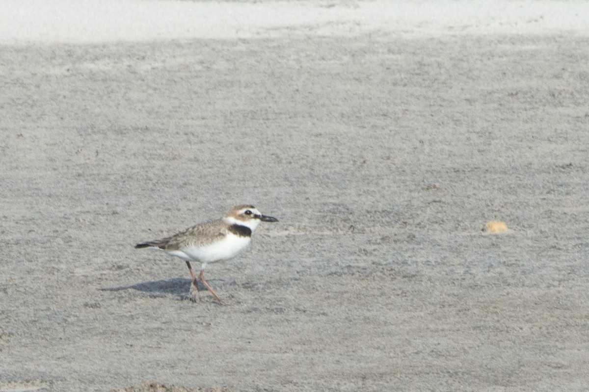 Wilson's Plover - ML155912131