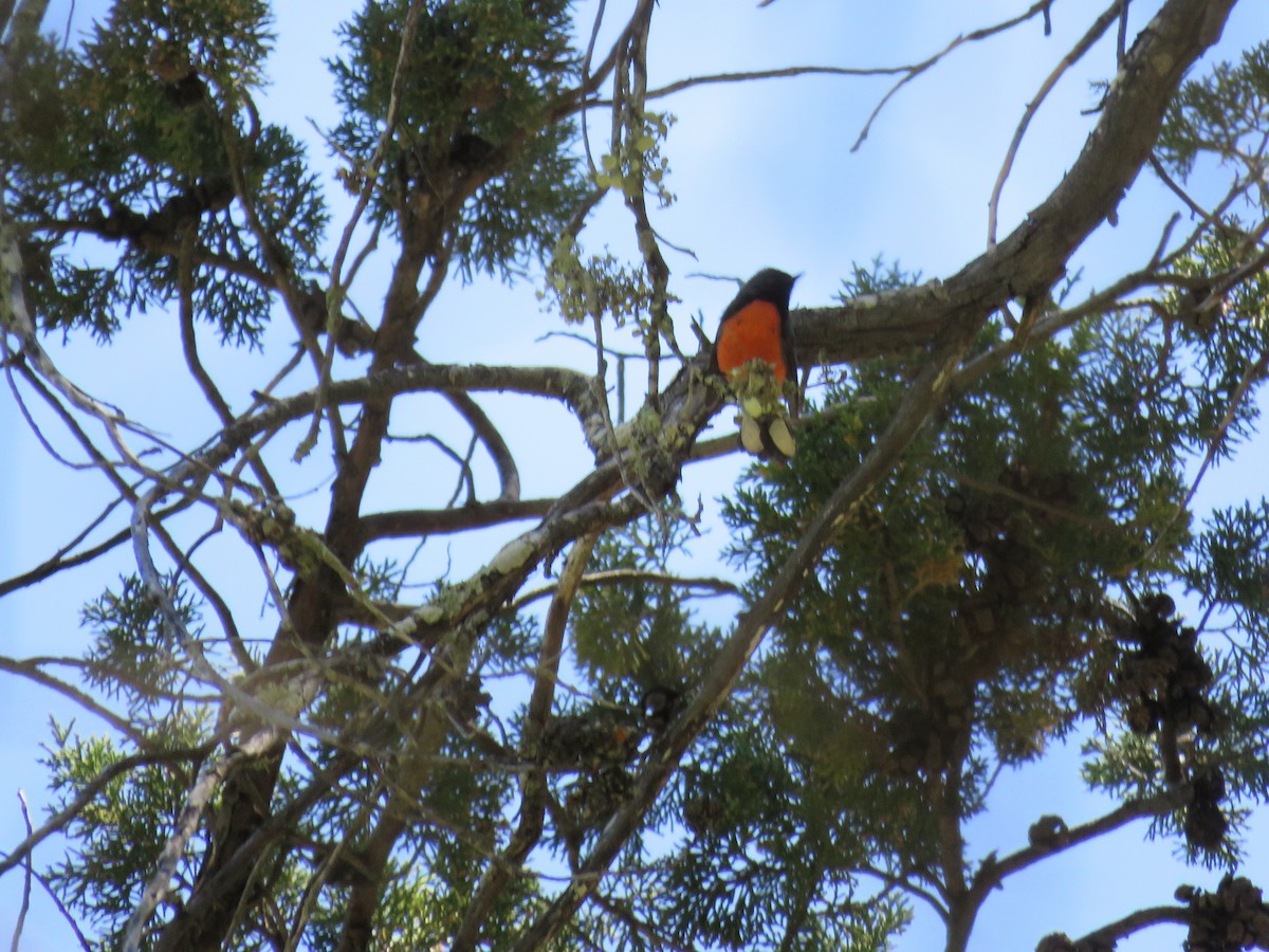 Slate-throated Redstart - Lisa Owens