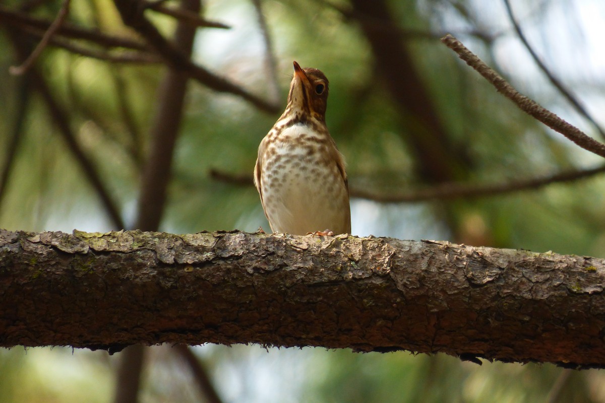 Swainson's Thrush - ML155912791