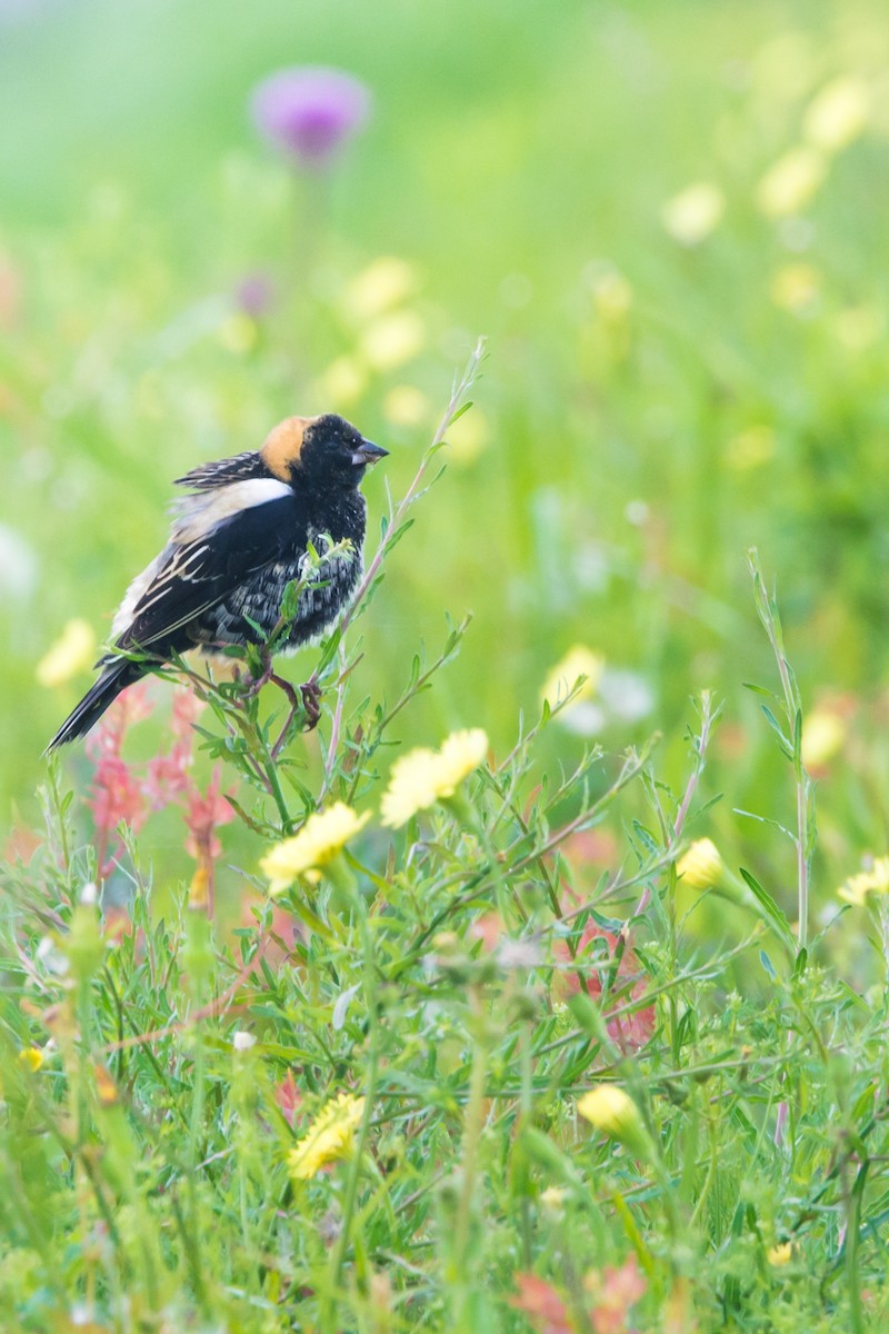 Bobolink - ML155912971